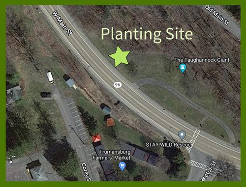 Planting Site - Trumansburg Arbor Day Celebration