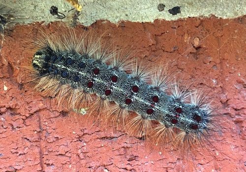 The Spongy Moth Caterpillar