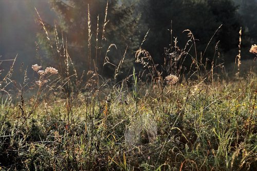 dry-grass-g42fb01adb_1280