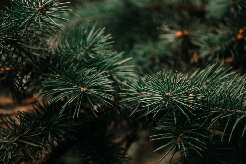 Pine Tree
