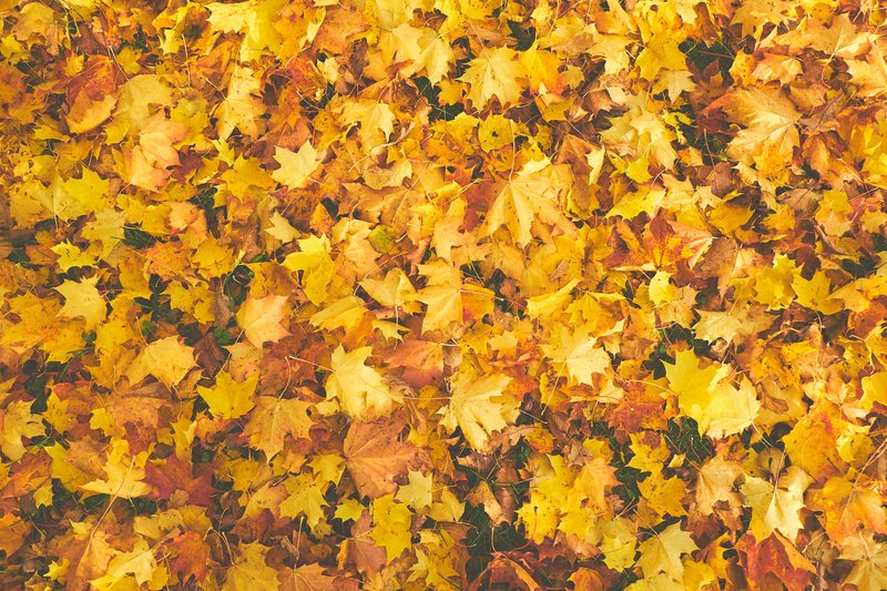 fall-leaves